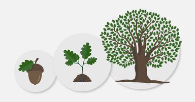 Acorn, seedling, tree