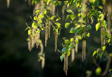 Closeup of a tree in spring